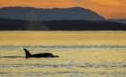 Orca surfacing at sunset Art Print